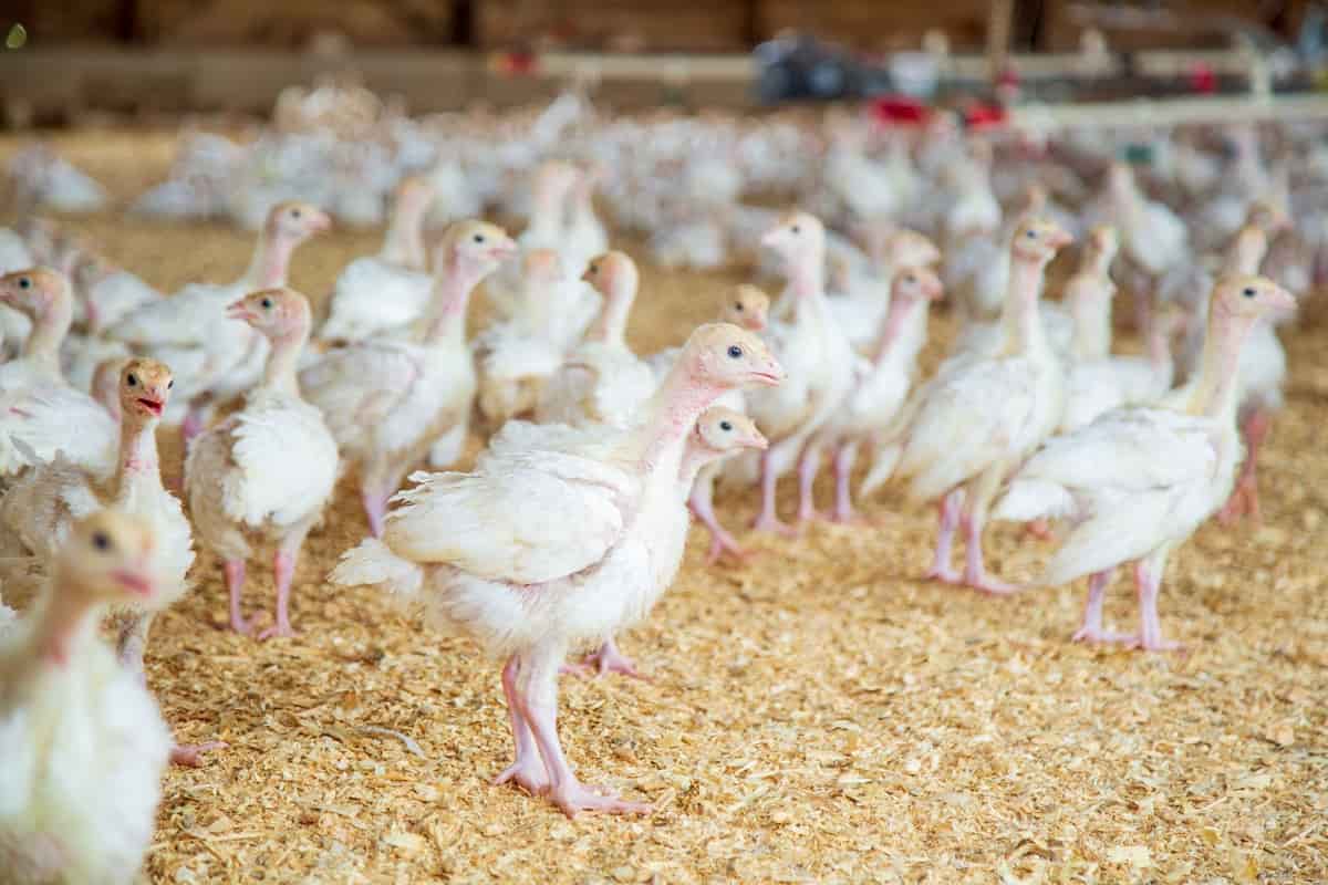 Poultry-Farm-Insurance6.jpg